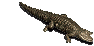 Island Crocodile
